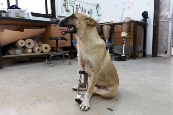 تركيب طرف صناعي لكلب في غزة