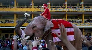 في بولندا... الأفيال تتعاطى الماريغوانا للتخفيف من ضغوطها النفسية