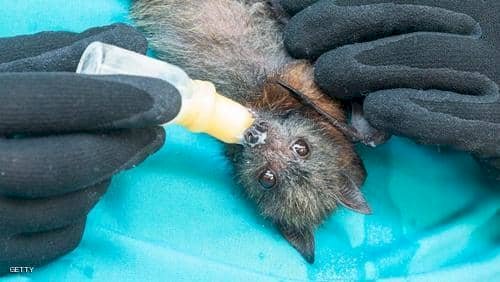 الخفافيش مصدر فايروس كورونا