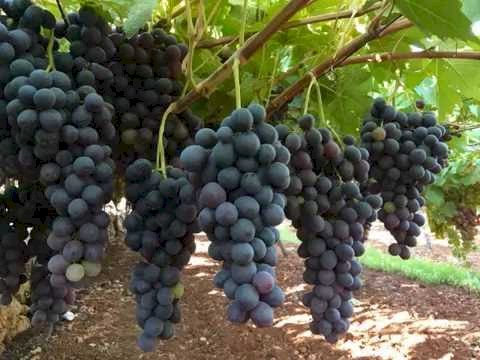 الشهد في عنب الخليل