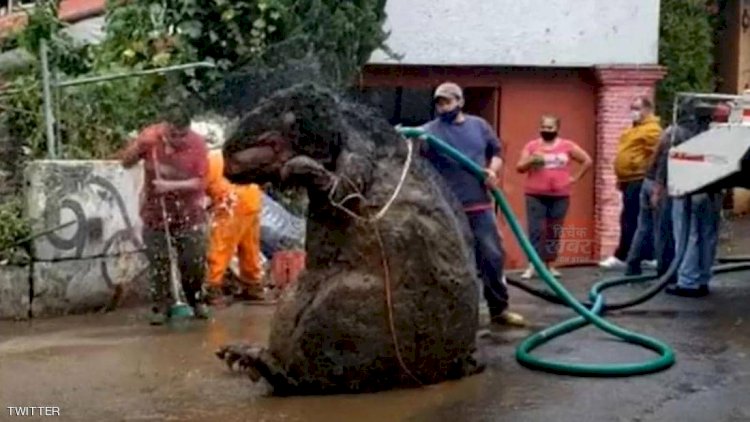 تنظيف الجرذ العملاق