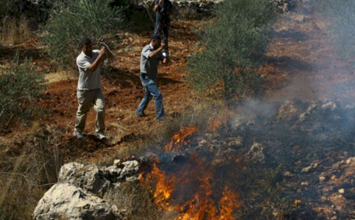 مستوطنون يحرقون عشرات أشجار الزيتون جنوب بيت لحم