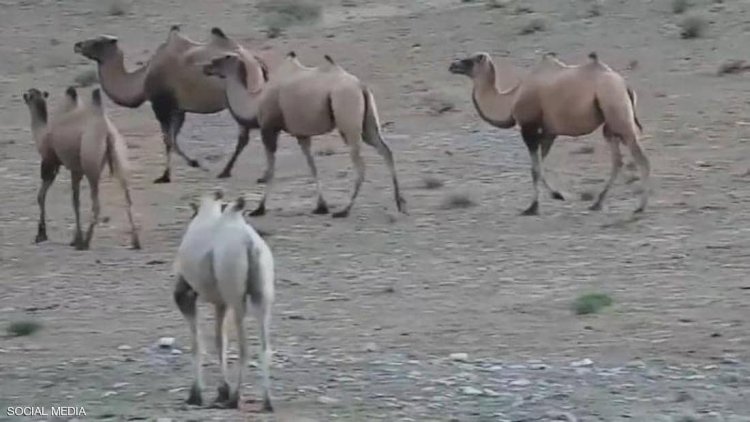 رصد الجمل بمحمية أنانبا البرية الوطنية الطبيعية في الصين