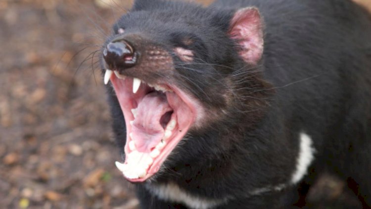 حيوان "شيطان تسمانيا"