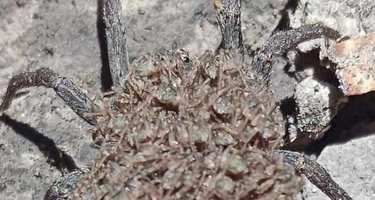 أنثى العنكبوت الذئب تحمل مئات الصغار على ظهرها