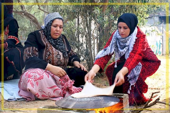 غزة:جانب من فعالية قطف الزيتون بمحافظة غزة