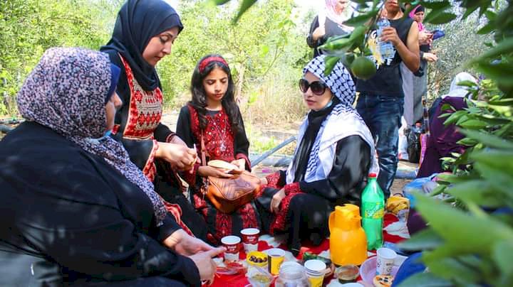 غزة:جانب من قطف الزيتون