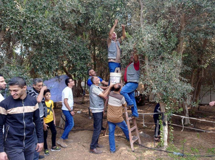 ضمن سلسلة الانشطة التي ينفذها مجلس عمال محافظة الشمال في مثل هذا الوقت من كل عام بموسم الزيتون