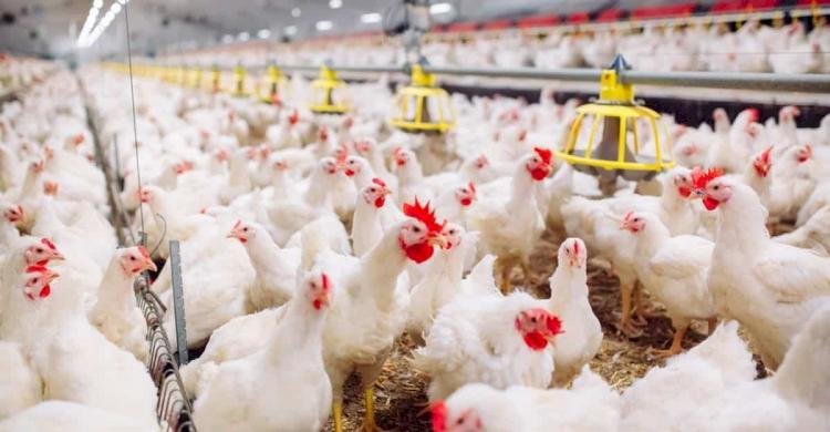 صورة أرشيفية لمزرعة دجاج