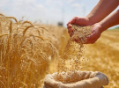 سوريا تحقق الاكتفاء الذاتي من القمح