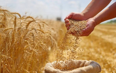 سوريا تحقق الاكتفاء الذاتي من القمح