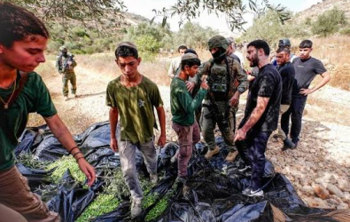 حاخام إسرائيلي يبيح سرقة زيتون الفلسطينيين بالضفة