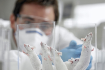 دون بويضة أو نطفة أو رحم .. نمو أجنة فئران مع أدمغة وقلوب نابضة باستخدام خلايا الجلد فقط