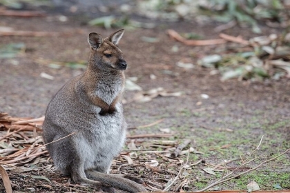 حيوانات مهددة بالانقراض