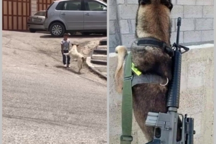 مواقع التواصل تغص بفيديوهات ساخرة من قرار رئيس بلدية الخليل