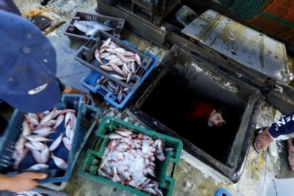 "هآرتس": قرار إسرائيلي بحظر تصدير الأسماك من غزة إلى الضفة الغربية