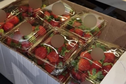 الاحتلال يزعم إحباط تهريب وبيع 50 كرتونة فراولة من قطاع غزة