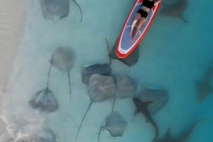 لقطة مذهلة لفتاة على لوح تزلج بين أسماك القرش والراى اللاسع