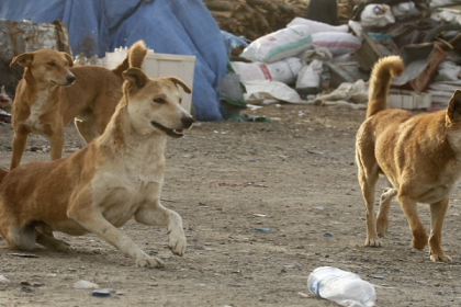 73 طفلًا أصيبوا في مدينة الخليل بسبب الكلاب الضالة العام الماضي