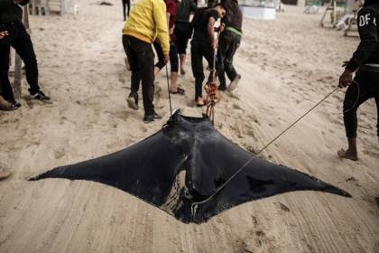 "وطواط البحر" يغزو شواطئ قطاع غزة