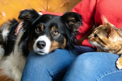 الحياة مع القطط أو الكلاب.. فائدة غير متوقعة للأطفال