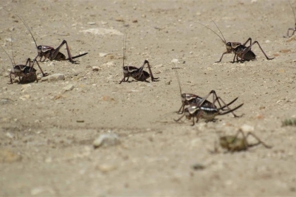 السماء تمطر صراصير في بلدة أمريكية