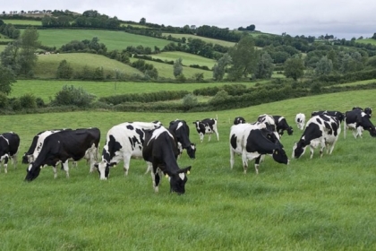 لتحسين الطبيعة.. إيرلندا تدرس إعدام 200 ألف رأس ماشية