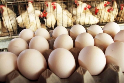 تحديد سقف سعري لكرتونة البيض والأعلاف والصيصان بغزة