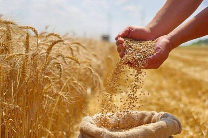 سوريا تحقق الاكتفاء الذاتي من القمح