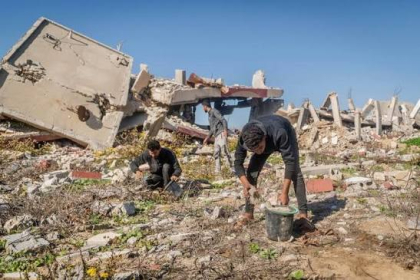 زيتون غزة تحت الركام.. موسم قطف يبحث عن أشجار نجت من الإبادة