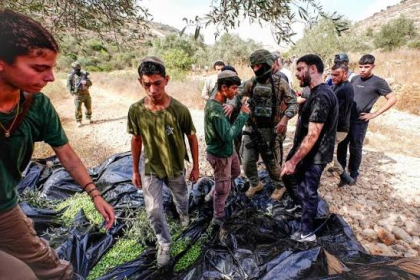 حاخام إسرائيلي يبيح سرقة زيتون الفلسطينيين بالضفة
