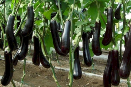 الباذنجان قاهر الكرش ومخفف الأوزان