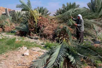 مستوطنون يقتلعون 300 شجرة زيتون غرب حارس