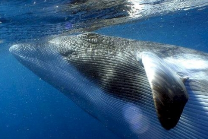 فيديو: مشهد يحبس الأنفاس لسعودي يقفز بين أمواج البحر على ظهر القرش بشجاعة