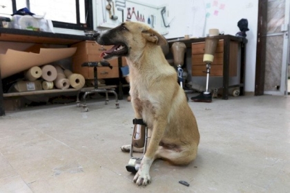 تركيب طرف صناعي لكلب في غزة