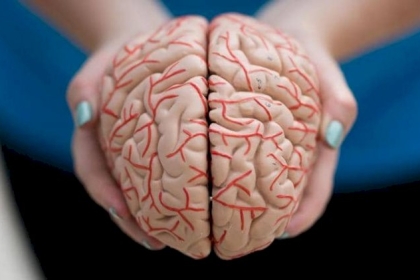 "كمبيوتر" في دماغ خنزير.. تعرف عليه