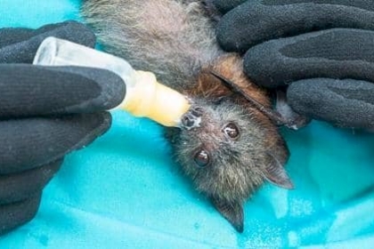 الإنسان والحيوان والأوبئة.. "النسبة المرعبة"