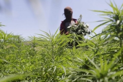 الزراعة بغزة تكشف عن خسائر القطاع الزراعي وتؤكد وجود مشاريع قادمة