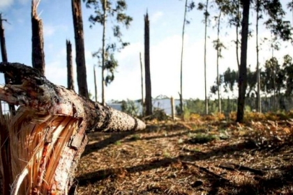 إنقاذ رجل علق تحت شجرة لمدة 4 أيام