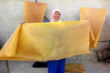 شاهد: طريقة صناعة حلوى الملبن في الخليل