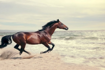 باحثون يجربون علاج "كوفيد-19" من الأجسام المضادة للخيول!