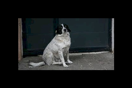 سياسية ترشح كلبة شجاعة "لرئاسة الوزراء" في جورجيا... فيديو