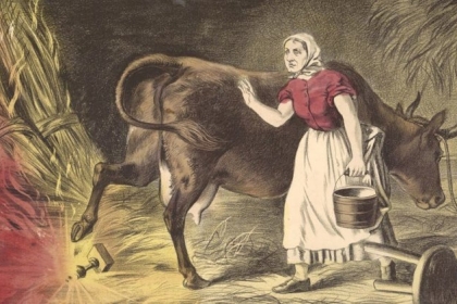 قصة بقرة أحرقت شيكاغو.. وبُرئت بعد 126 سنة