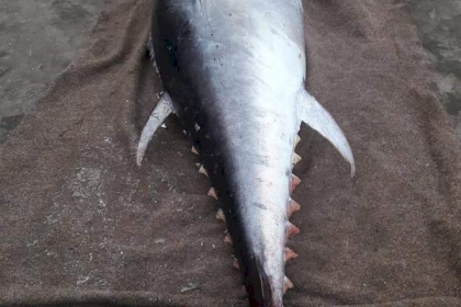 صورة: اصطياد  سمكة تونة بوزن 100 كيلو جرام في بحر غزة