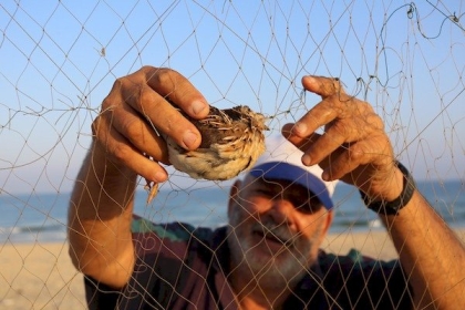 شاهد: رجل مُسن يُخرج سماناً من شبكة صيد على شاطئ خانيونس