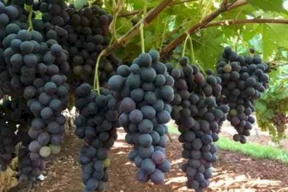 الشهدُ في عنب الخليل