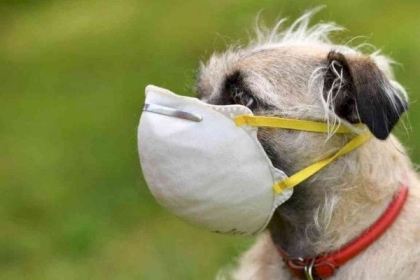 الأردن.. انتشار مرض خطير بين مربي الكلاب والقطط