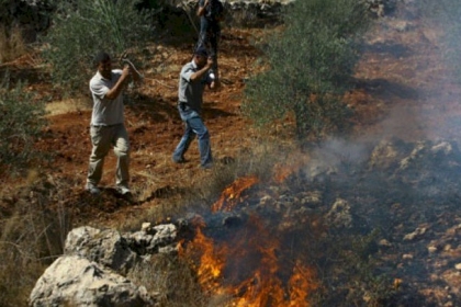 مستوطنون يحرقون عشرات أشجار الزيتون جنوب بيت لحم