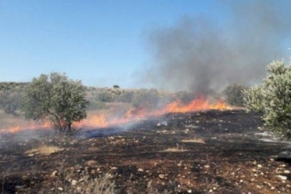 الجزائر: وفاة شخصين وإجلاء العشرات في حرائق ضخمة بغابات تيبازة