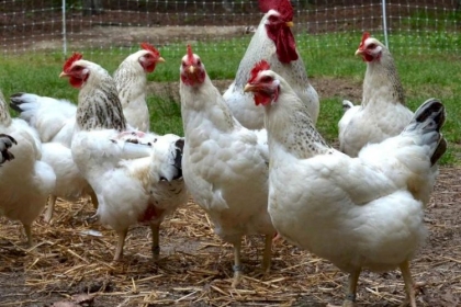 غزة: تحذير هام من وزارة الرزاعة بشأن دخول 216 ألف بيضة دجاج مصابة بميكروب (الميكوبلازما)